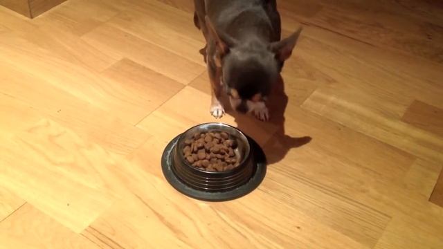 pienso para perros orijen, asi comen nuestras perritas смотреть онлайн