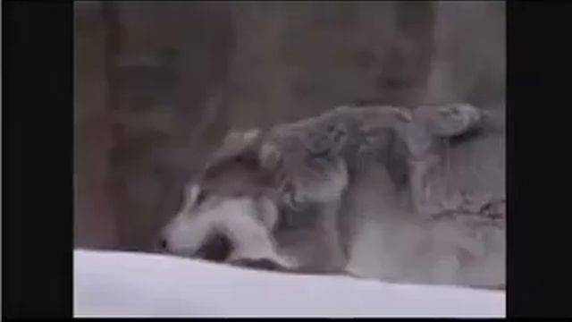 wolf trail/Тропой волка смотреть онлайн