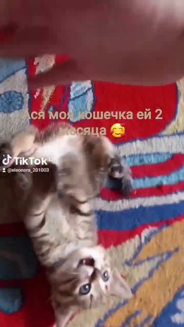 милота😍 смотреть онлайн
