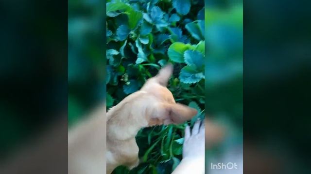 Наш маленький, колючий гость 🦔 смотреть онлайн