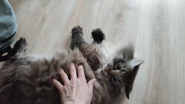 Видеопривет от моего выпускника Октава, возраст 2 года 8 месяцев, г.Пермь.🐱 смотреть онлайн
