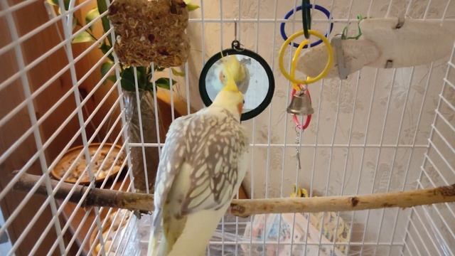 Kora und Glocken смотреть онлайн