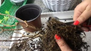 Пересадка гортензии  метельчатой в кашпо🪴