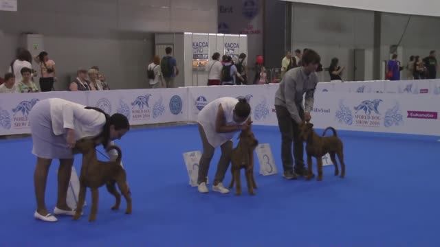 Ирландские терьеры : World dog show 2016 Moskow