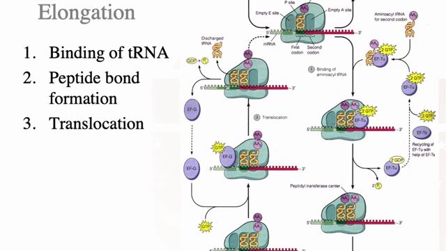 BME2104 Sp2021 Translation lecture смотреть онлайн