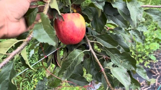 Sinfonia apple variety смотреть онлайн