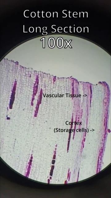 Cotton Stem long section #science #interesting #biology #plants #art #microscope #viral #shorts смотреть онлайн