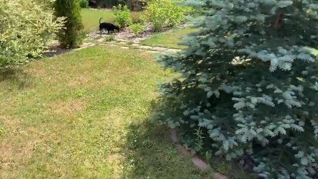 Линяет эублефар. Дети с собачками уехали. Срезала клубнику и выкопала чеснок смотреть онлайн