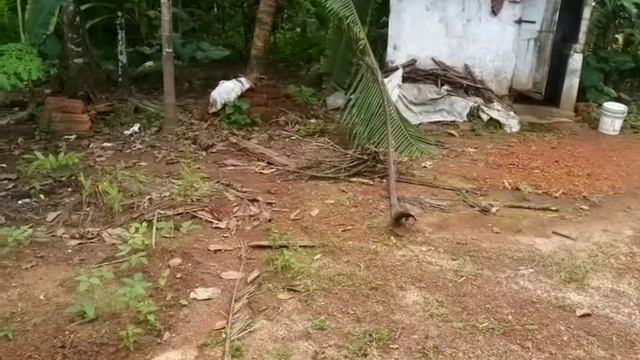 14 cent land for sale in Potta,Chalakudy,For details conatact 9539616261 смотреть онлайн