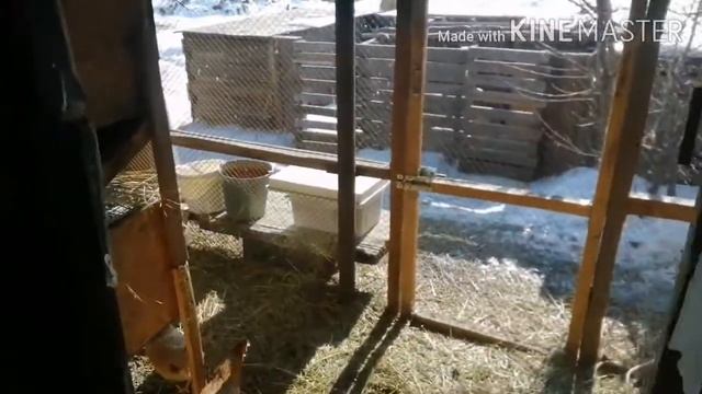 Весна. Хорошо в краю родном. Гуси начинают раздражать. смотреть онлайн