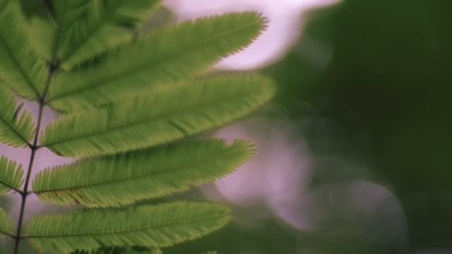 Depois Da Chuva (BMPCC4K)