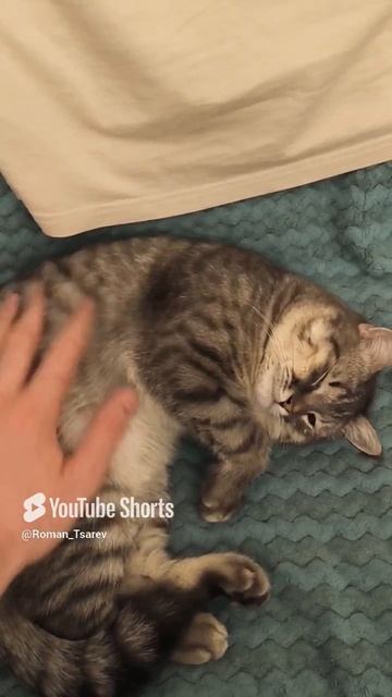 Милота 😊😊😊 #shorts смотреть онлайн