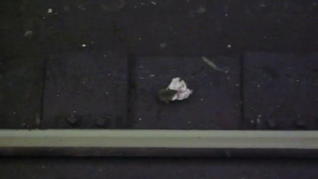 Mouse on the rails of subway. Мышь на рельсах метро. смотреть онлайн