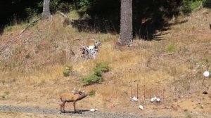 Henry AR-7 Survival Rifle