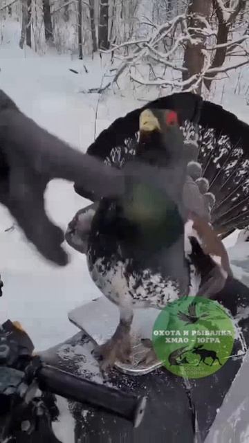 Нападение Глухаря 🦅🙂 смотреть онлайн