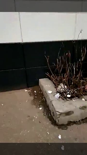 Куда б ни шёл, ни ехал ты - в России всюду грязь. смотреть онлайн