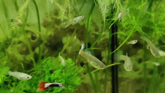 Самка гуппи Ванда - подруга Гаэля смотреть онлайн