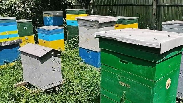 Роїння, використання роїв для створення медовиків смотреть онлайн