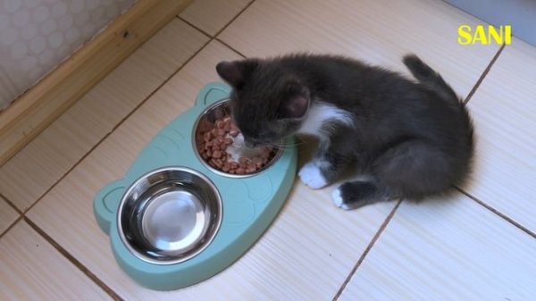 Что стало с беременной кошкой и её котятами. Долгожданный финал доброй истории SANI vlog.