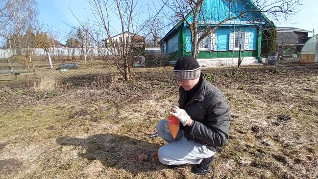 Убираем пень аммиачной селитрой. Начинаем эксперемент! смотреть онлайн