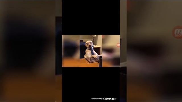 Умные видео смотреть онлайн