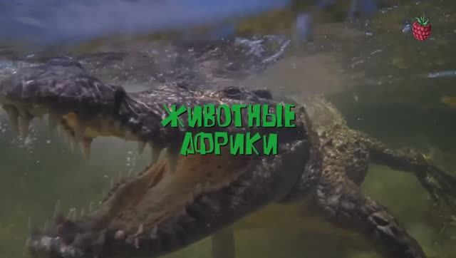 ЖИВОТНЫЕ АФРИКИ для детей