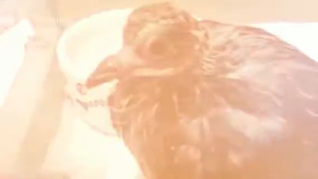 Gosha (Created With @Magisto)