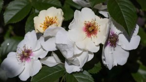 Роза Стенд Спик Райз Ап Цветение