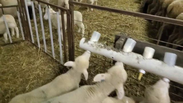 Sheep Farming: Lamb Barn At Night смотреть онлайн