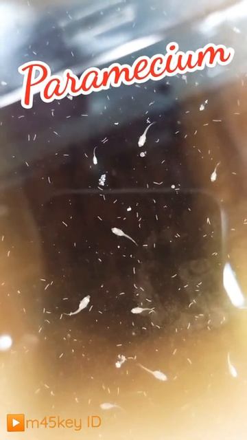 Kultur Paramecium🦠 Lebih Kenyang dari Infusoria, Lebih Mudah dari Kutir👍 || Pakan Burayak 2️⃣Minggu смотреть онлайн
