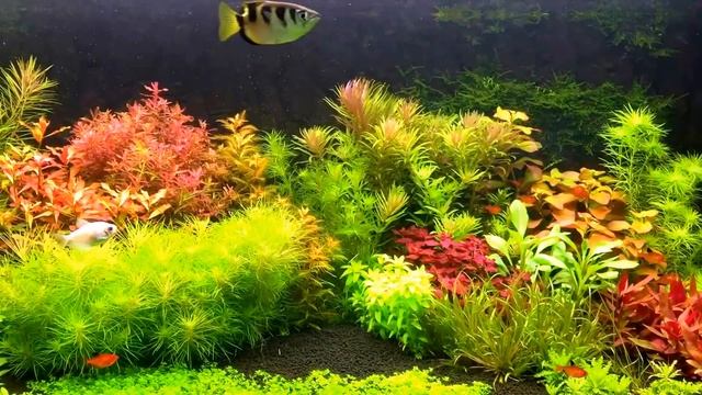 Aquarium 300 L after 1 month смотреть онлайн