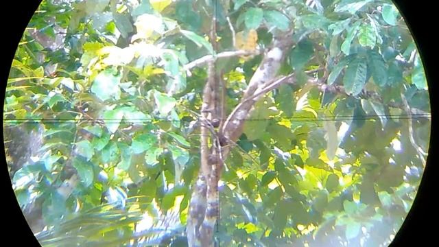 BERBURU TUPAI BARU TAPI SPOT LAMA MASIH BANYAK || PEST CONTROL PENGENDALIAN HAMA SOLO HUNTING смотреть онлайн