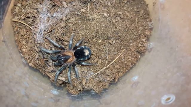 Cyriocosmus elegans смотреть онлайн