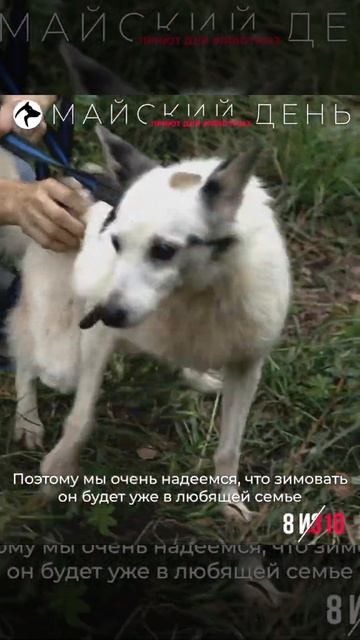 Гарик, приют Майский День смотреть онлайн