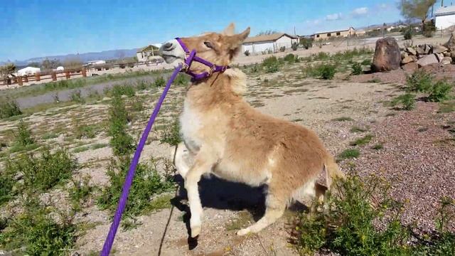 Mini normal Mule Lola смотреть онлайн