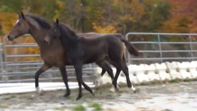 Spiderman MG (Schroeder x Goodtimes x Houston) смотреть онлайн