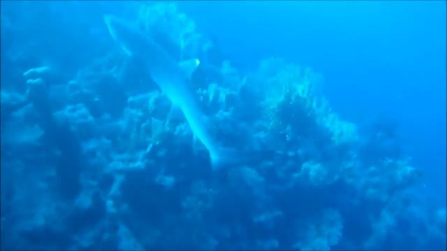 Silvertip Shark смотреть онлайн