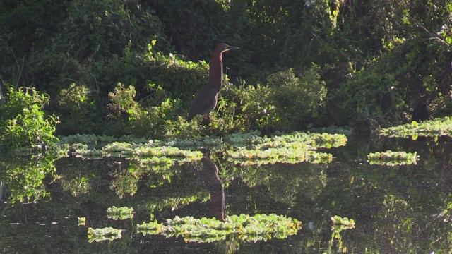 Onoré rayé (Tigrisoma lineatum marmoratum) Rufescent Tiger-heron смотреть онлайн