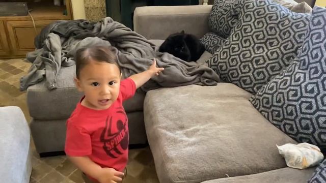 King Henry James hangs out with Raven the cat смотреть онлайн