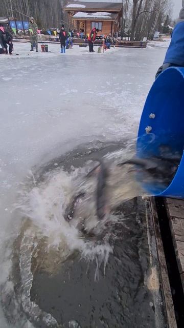 Запуск форели смотреть онлайн