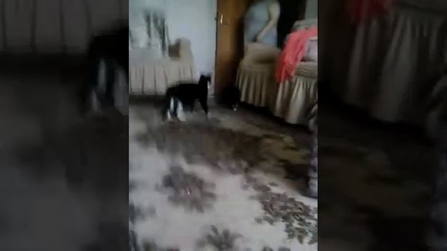 Коты прыгают по шкафу смотреть онлайн