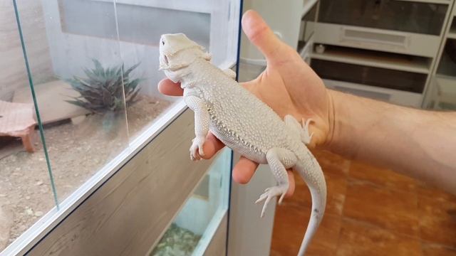 Agama vousatá forma Zero Hypo - Bearded dragon Zero morph смотреть онлайн