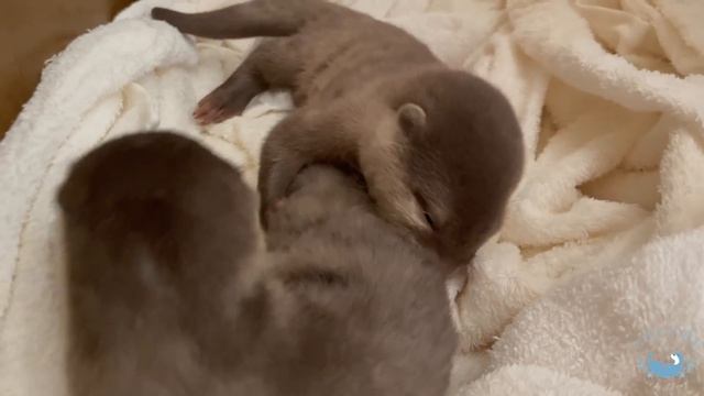 カワウソの赤ちゃんがカプカプし合う！！　Otter baby started to bite so kindly! смотреть онлайн