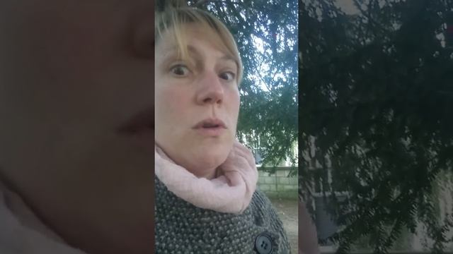 L'if et son fruit l'arille (attention ⚠ espèce très toxique... Je vous explique tout dans la vidéo) смотреть онлайн