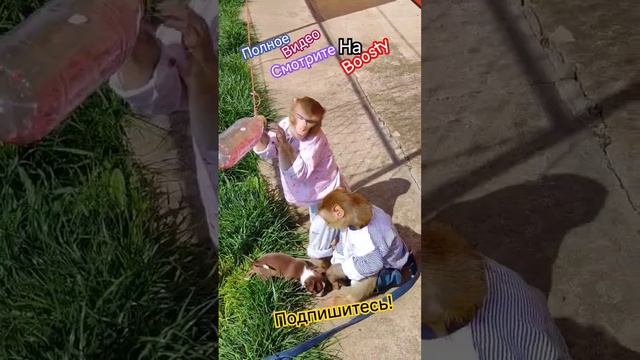 Обезьянки в солнечный день в компании щенков. #макаки #резус #обезьянки #маруся #гуляют 🍐🍓🥝🫐👍 смотреть онлайн