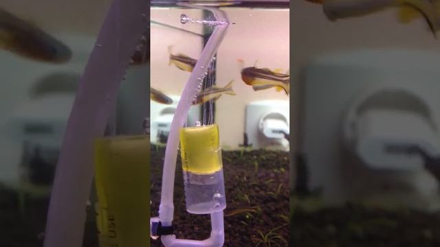 DIY CO2 diffúzor vattából смотреть онлайн
