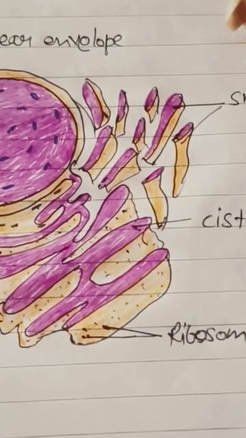 Endoplasmic reticulum #viralvideos #science #biology #cell #cell Organls #vira #shortsyoutube смотреть онлайн
