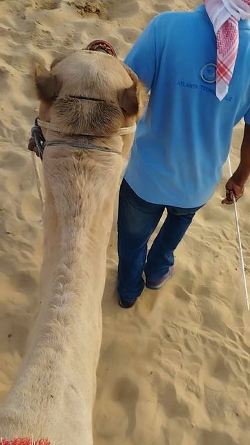 Tuyada - На верблюде - On a camel
www.qwert.uz смотреть онлайн