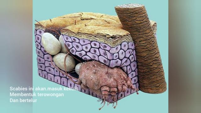 SERAAAAM || MAHKLUK ANEH HIDUP DITUBUH MANUSIA смотреть онлайн