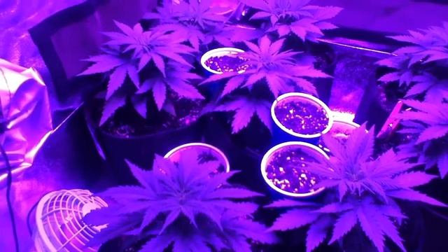 400 watt apollo led seedlings/youngsters смотреть онлайн